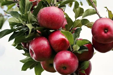 Kalendar branja jabuka