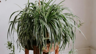 Spider plant ili 'biljka pauk': Nezahtjevna biljka koja pročišćava zrak za svaki interijer